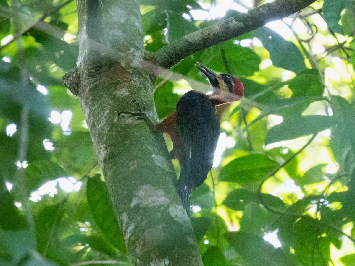 Crimson-bellied Woodpecker (Splendid) - ML251408911