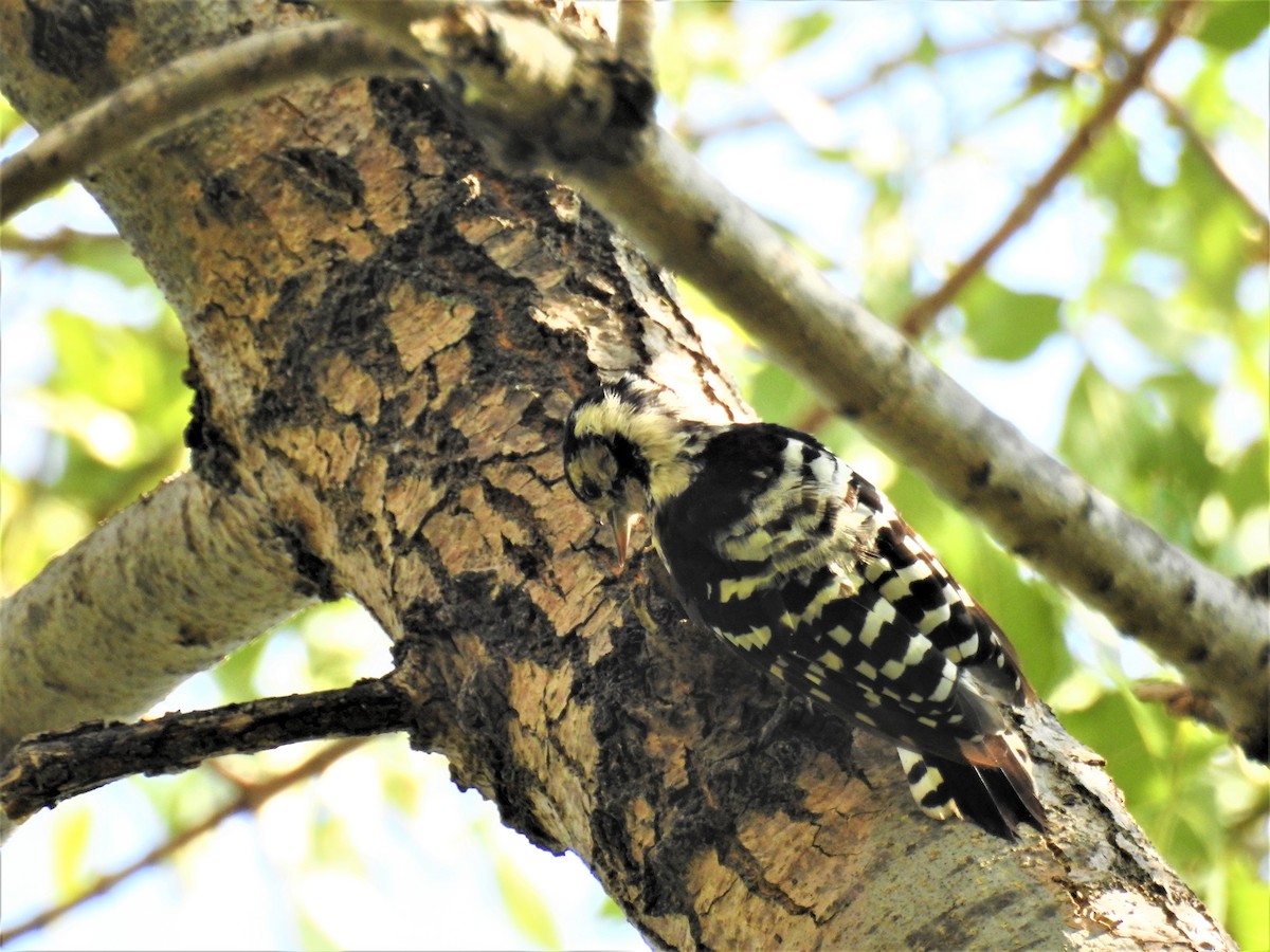 Lesser Spotted Woodpecker - Güneş Deniz Yıldırım