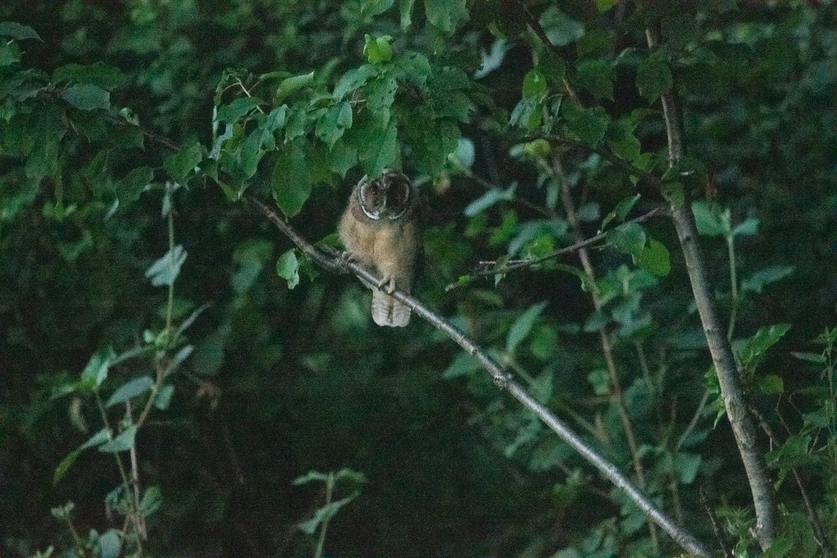 Long-eared Owl - Frédéric Bacuez