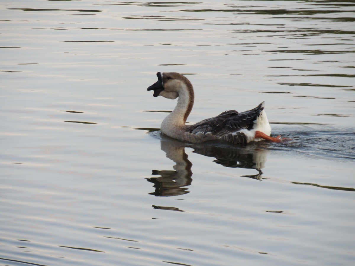 Swan Goose (Domestic type) - Faridelle Bondar