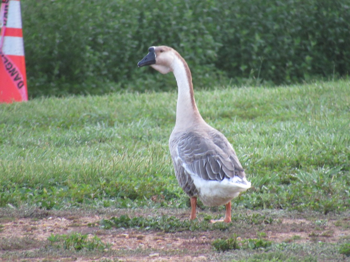 Swan Goose (Domestic type) - ML251412071