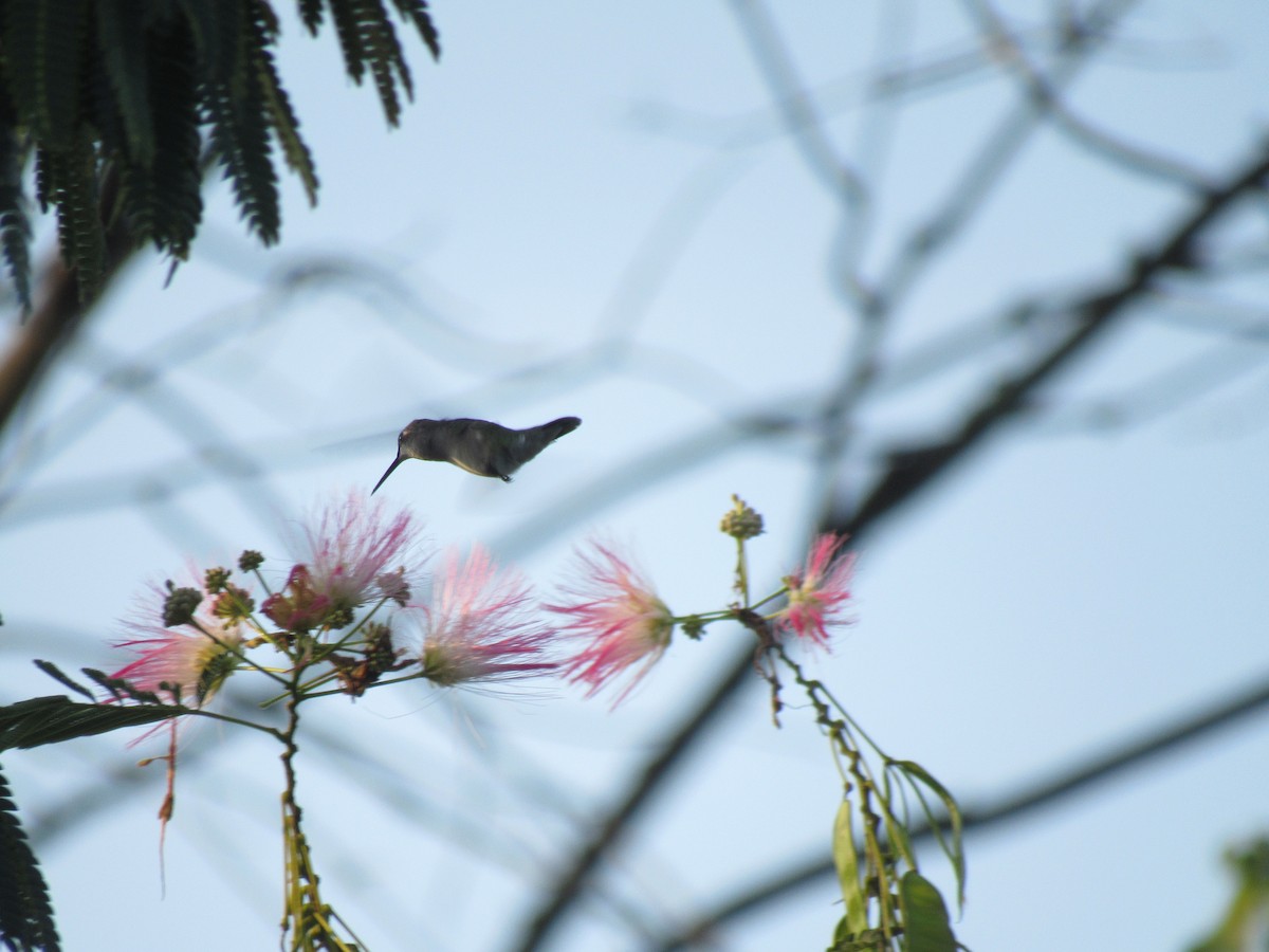Ruby-throated Hummingbird - Faridelle Bondar