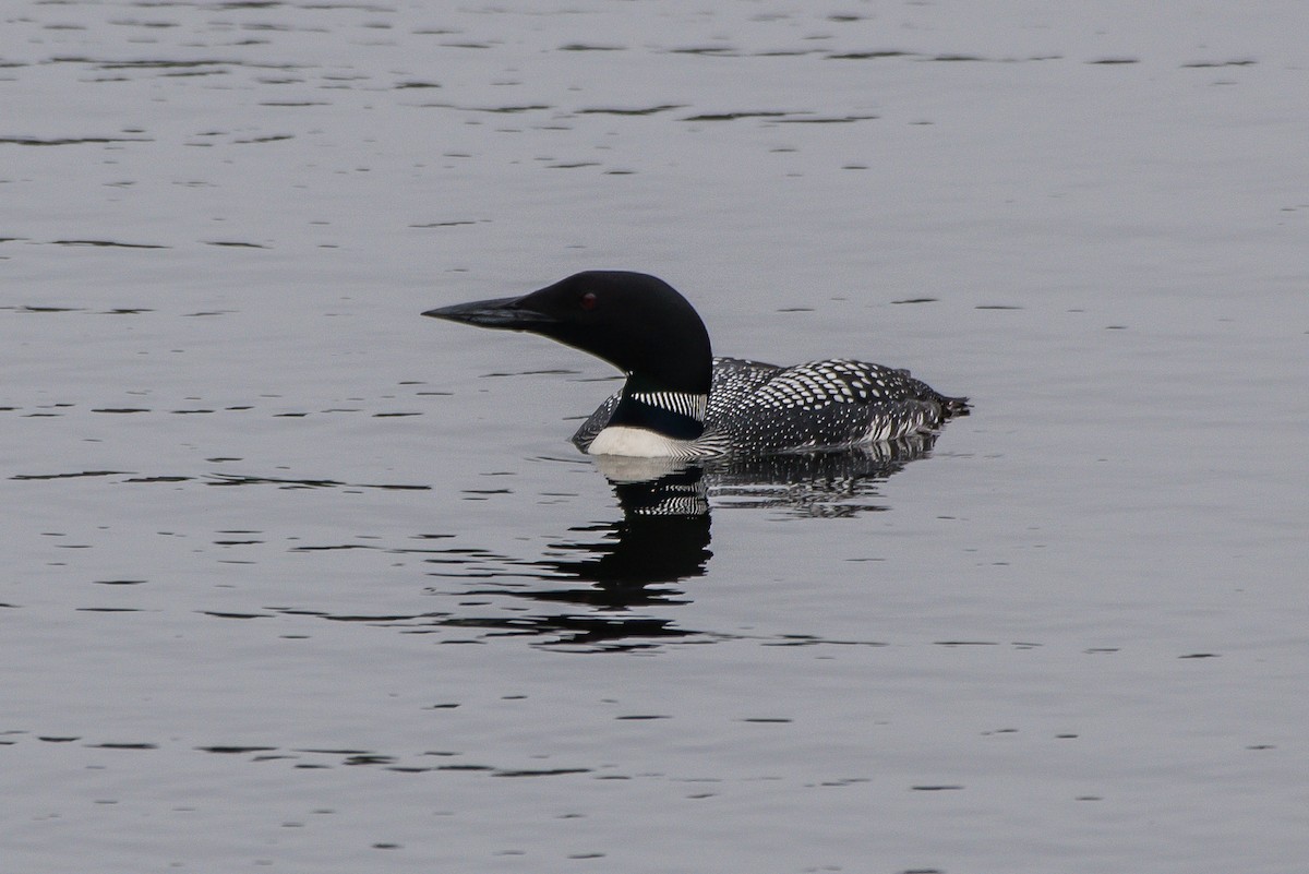 Common Loon - Frank King