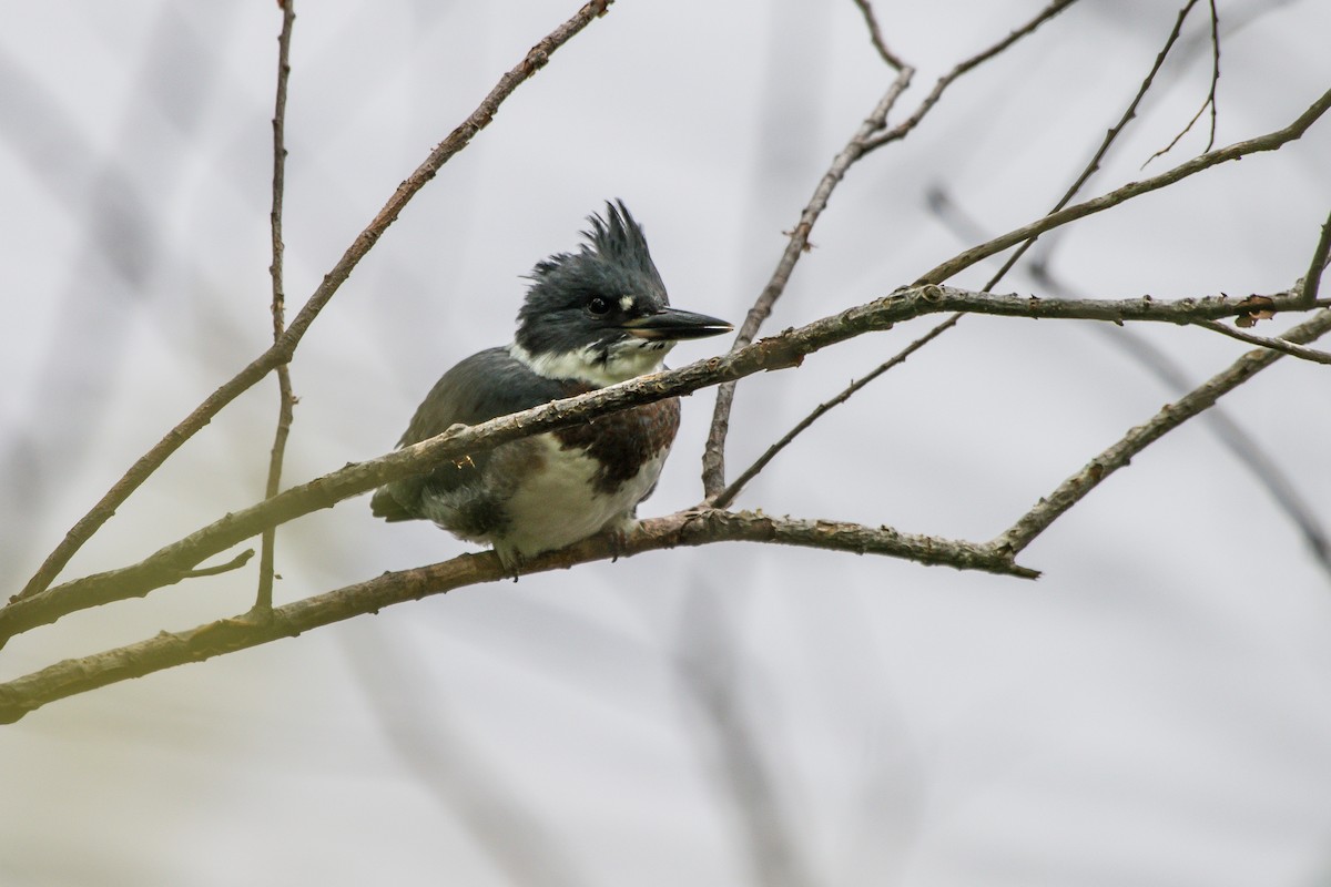 Belted Kingfisher - ML251415771