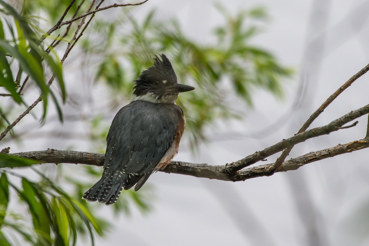 Belted Kingfisher - ML251415781