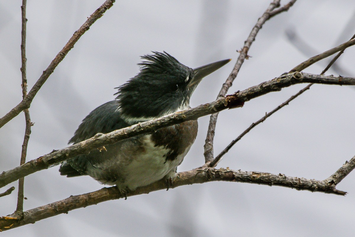 Belted Kingfisher - ML251415791