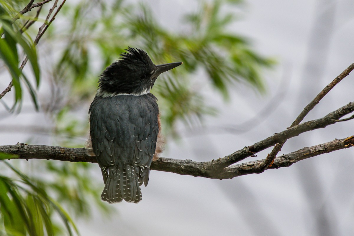 Belted Kingfisher - ML251415831