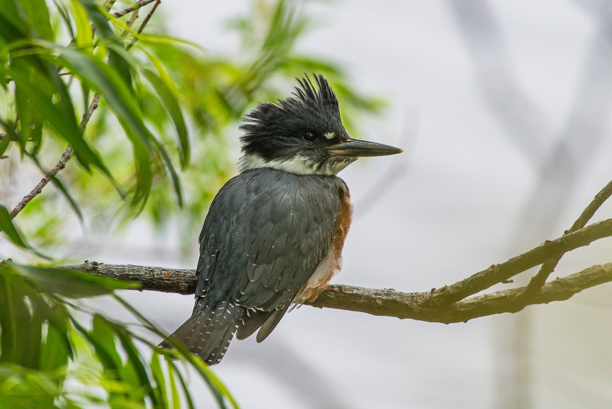 Belted Kingfisher - ML251415841