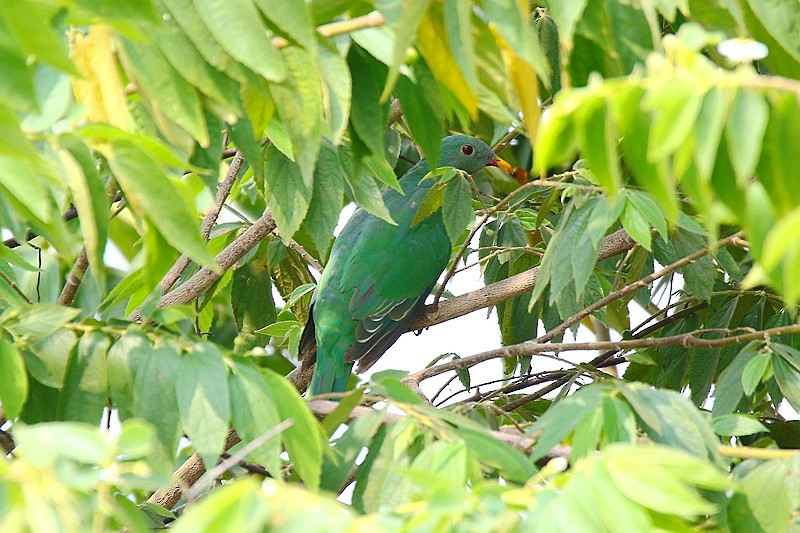 Black-chinned Fruit-Dove - Roland Lo