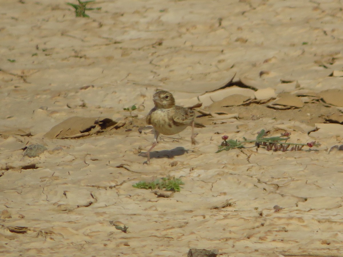 Black-crowned Sparrow-Lark - ML251420291