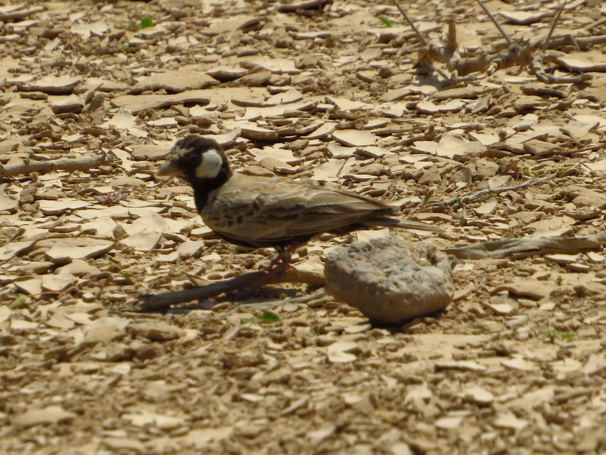 Black-crowned Sparrow-Lark - ML251420321