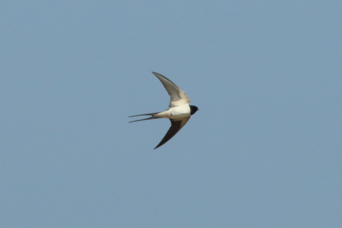 Barn Swallow - ML251424521