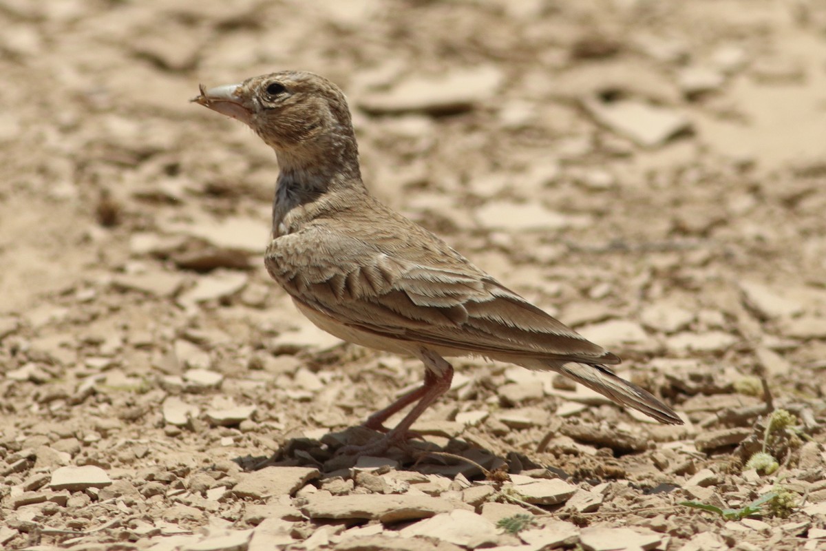 Black-crowned Sparrow-Lark - ML251425511