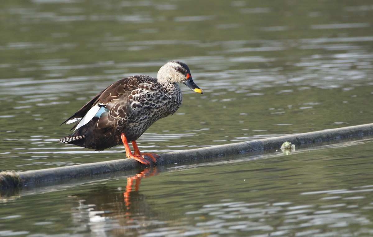 Indian Spot-billed Duck - ML251426021