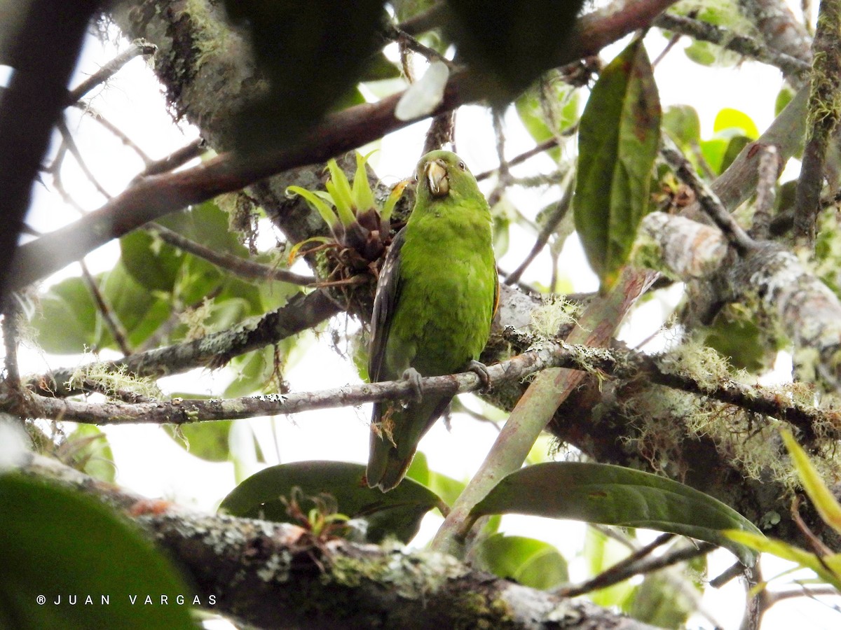 Spot-winged Parrotlet - Juan Vargas - Travel By Nature