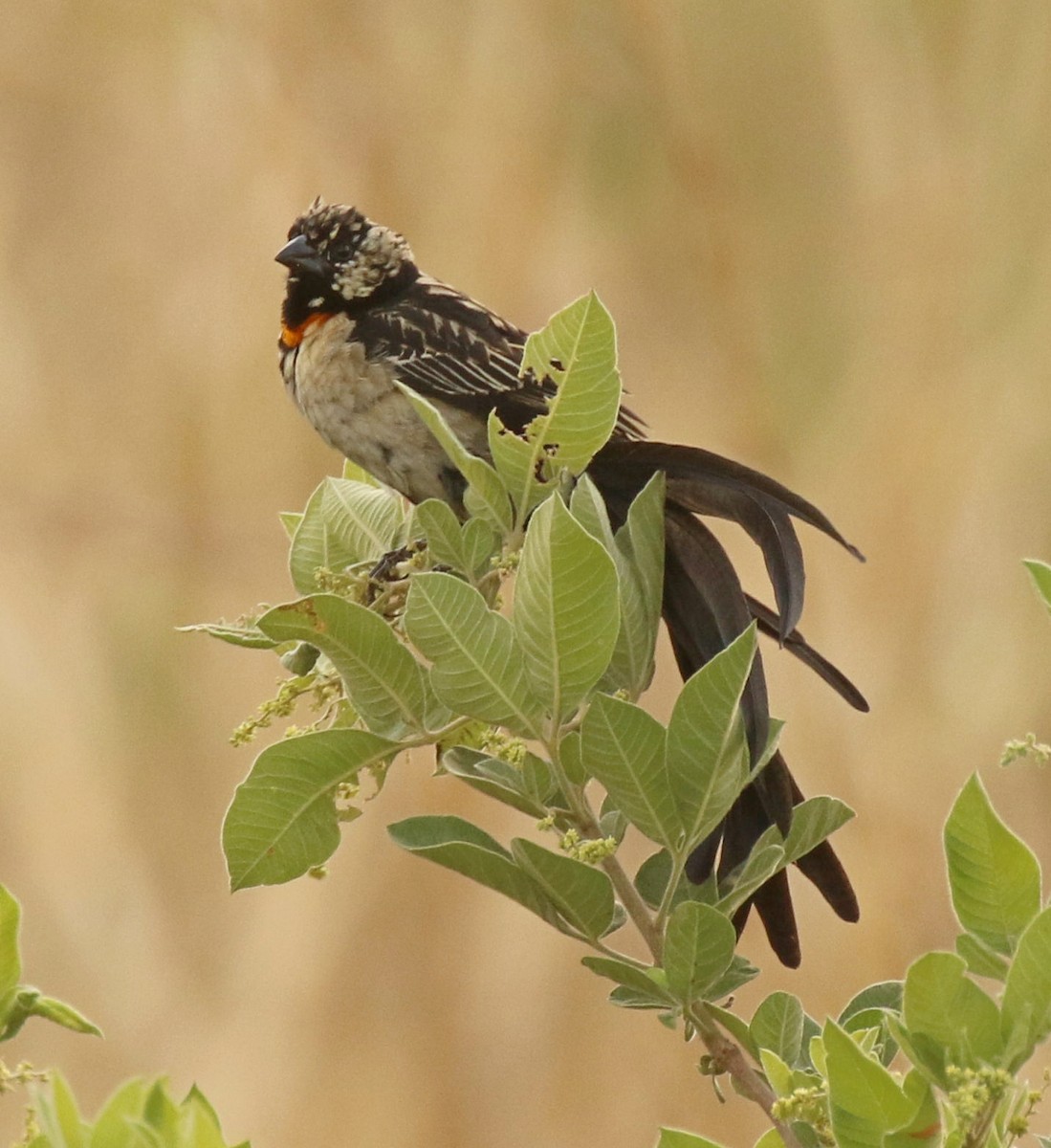 Long-tailed Widowbird - Marna Buys