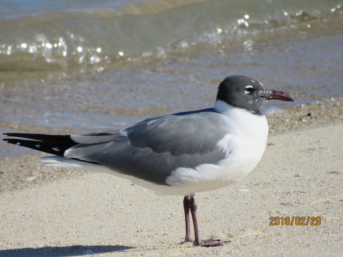 Laughing Gull - George&Mary Flicker