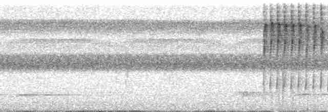 Пестрогорлый алапи (pyrrhonota) - ML251442