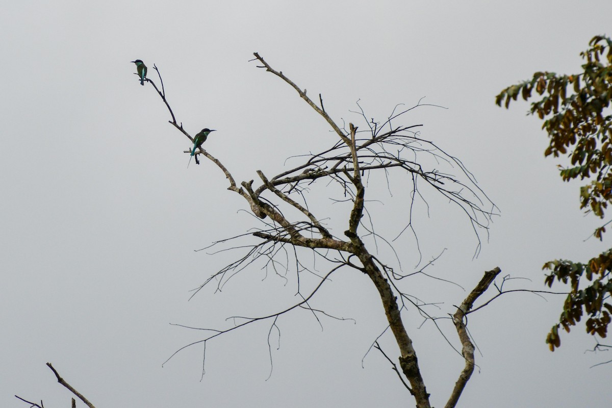 Blue-throated Bee-eater - ML251445121