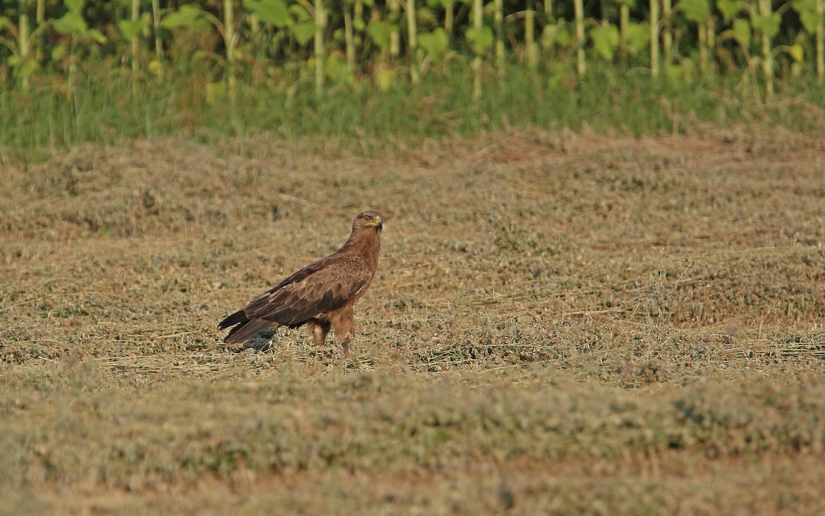 Lesser Spotted Eagle - Christoph Moning