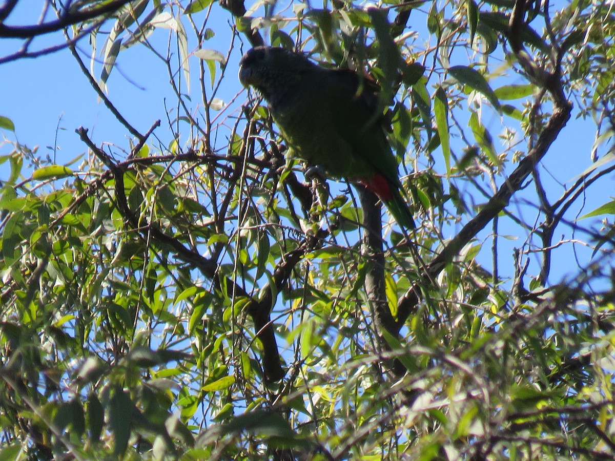 Папуга-червоногуз зеленощокий - ML251452601
