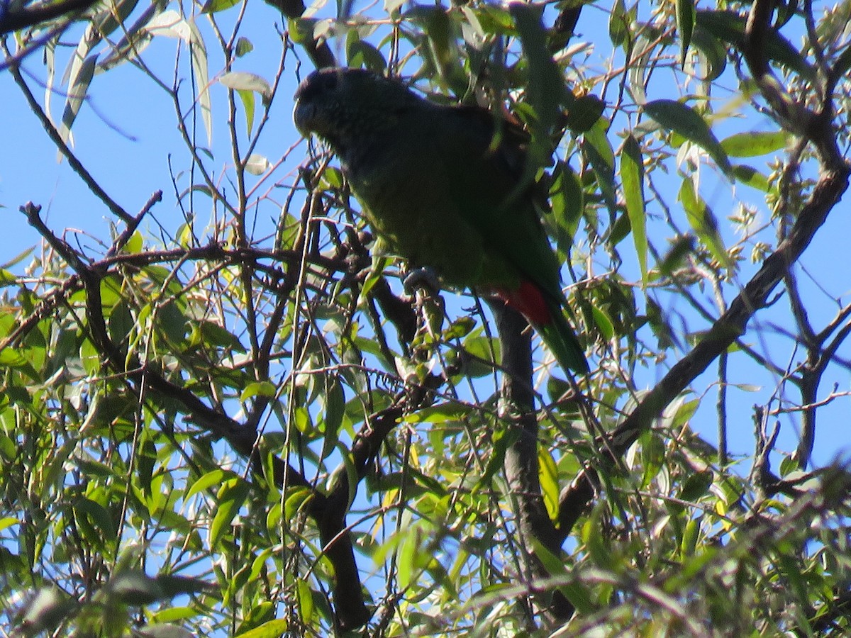Папуга-червоногуз зеленощокий - ML251452681