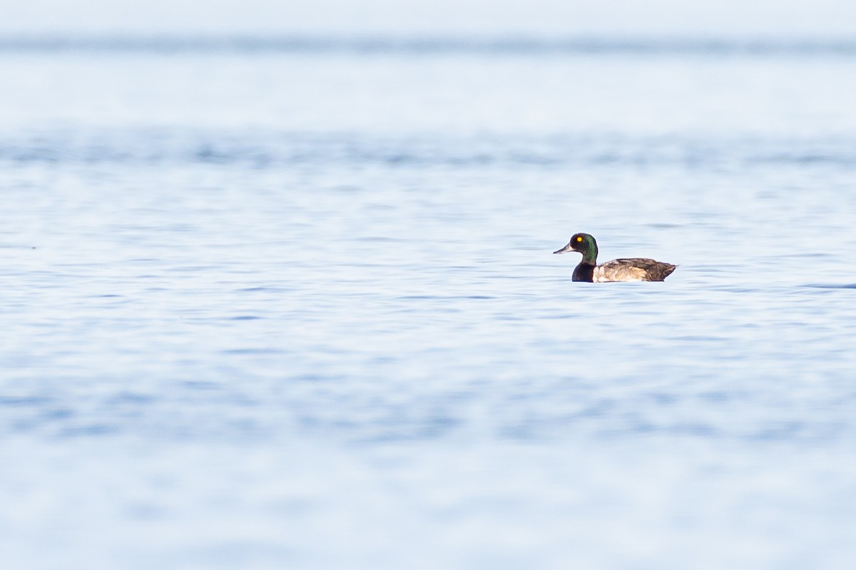 Greater Scaup - ML251456151