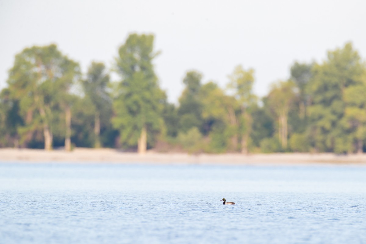 Greater Scaup - ML251456411