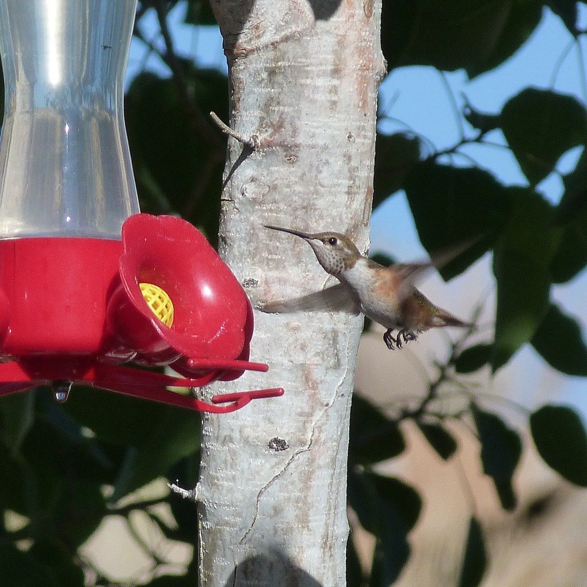 Rufous Hummingbird - ML251459091