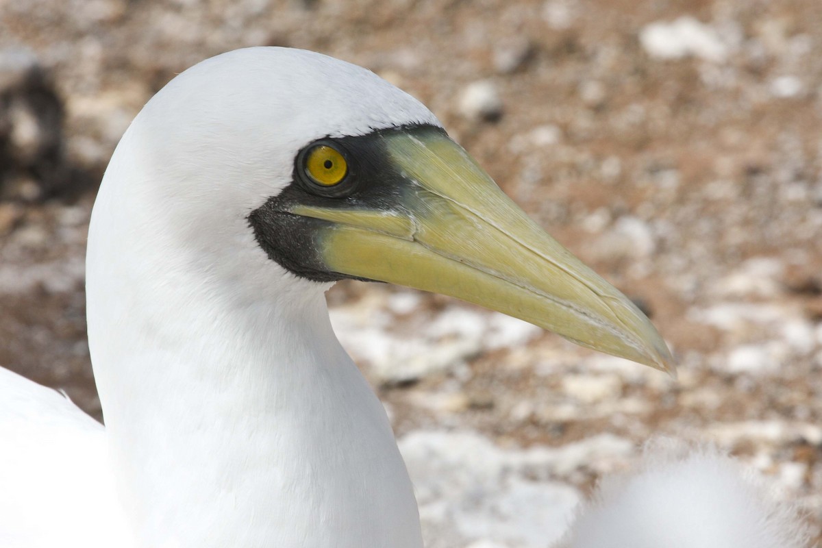 Masked Booby - ML251460391