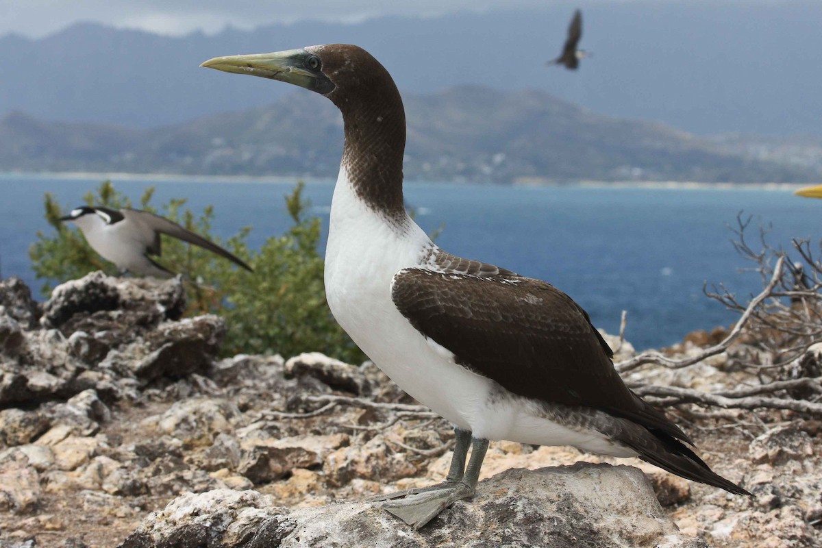 Masked Booby - ML251460981