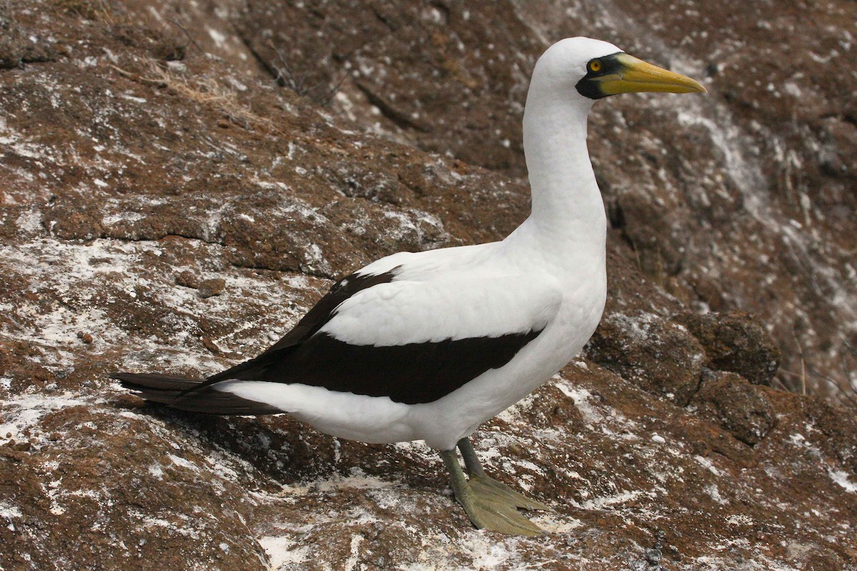 Masked Booby - ML251461871