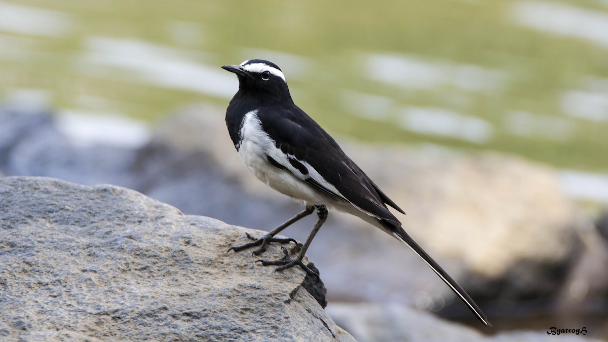 White-browed Wagtail - Hemanth Byatroy