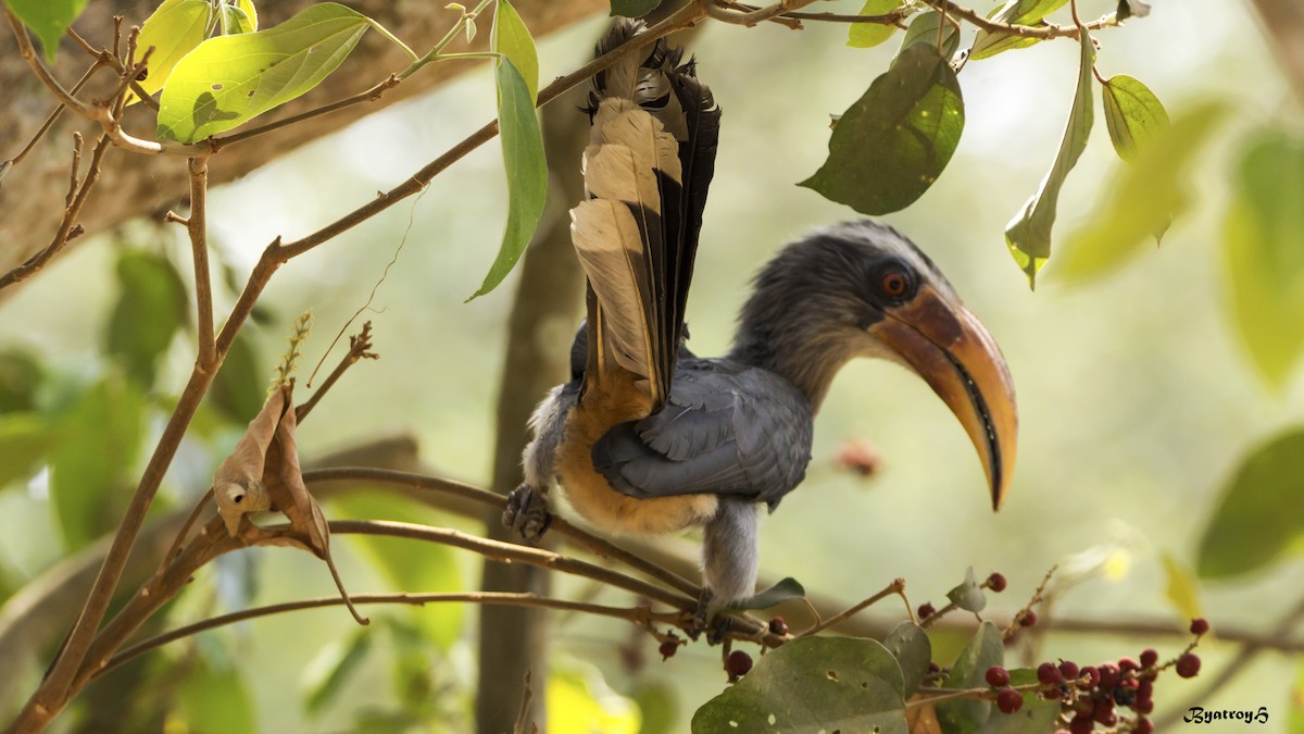 Malabar Gray Hornbill - Hemanth Byatroy