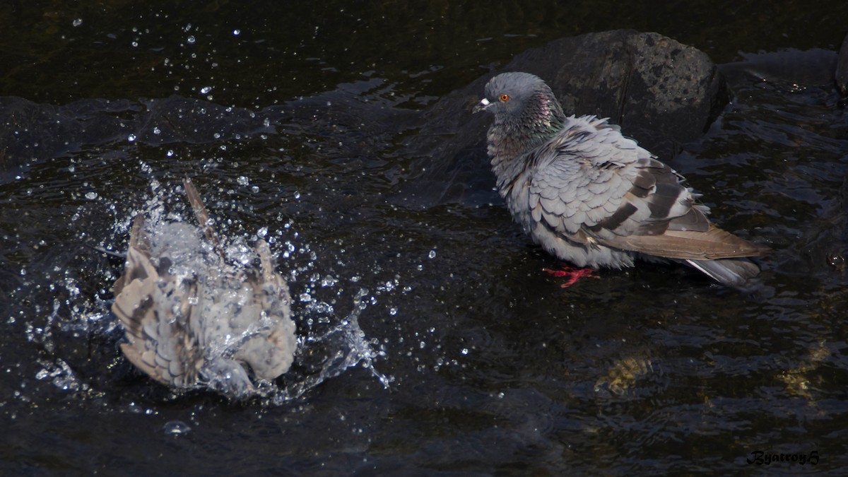 Rock Pigeon (Feral Pigeon) - ML25146751