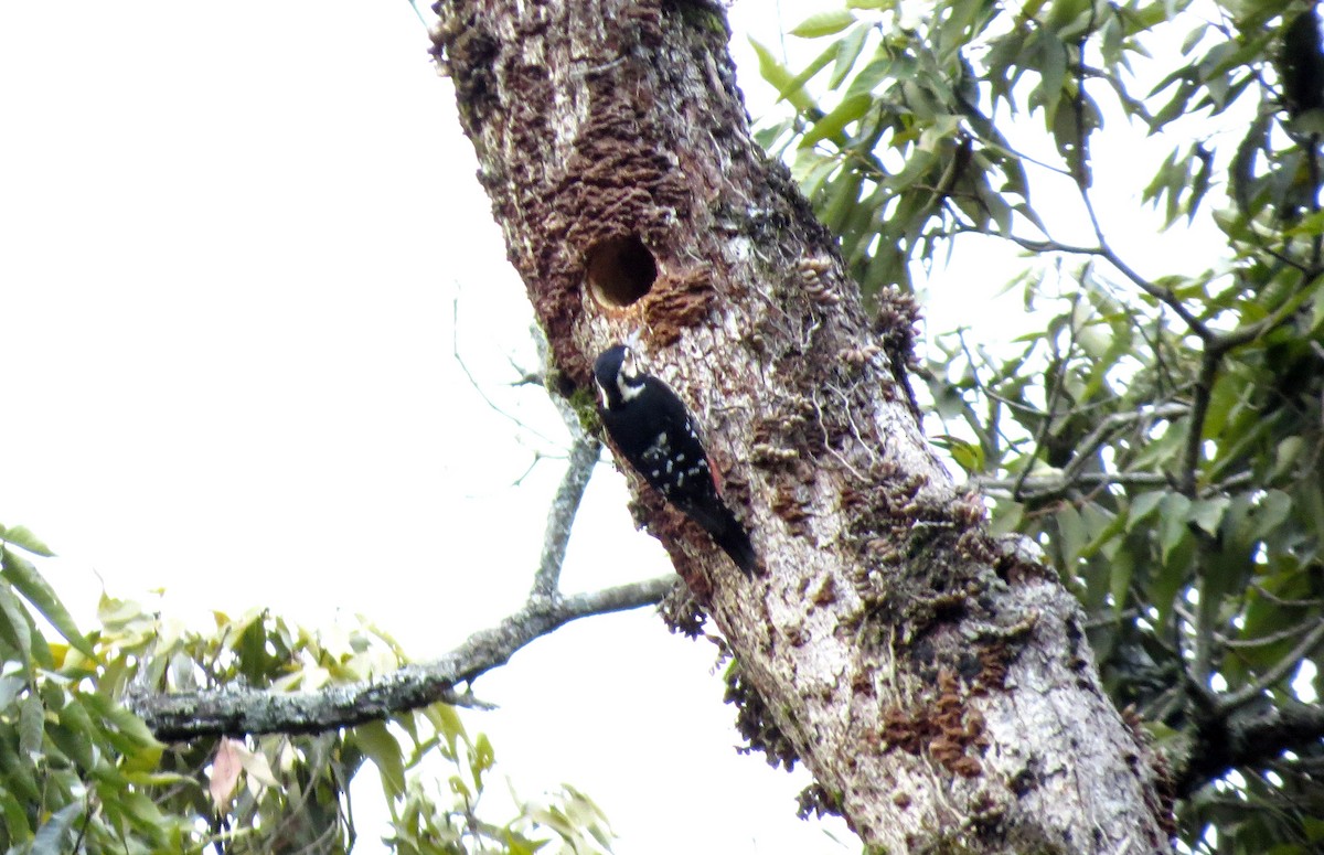 White-backed Woodpecker - ML25146991