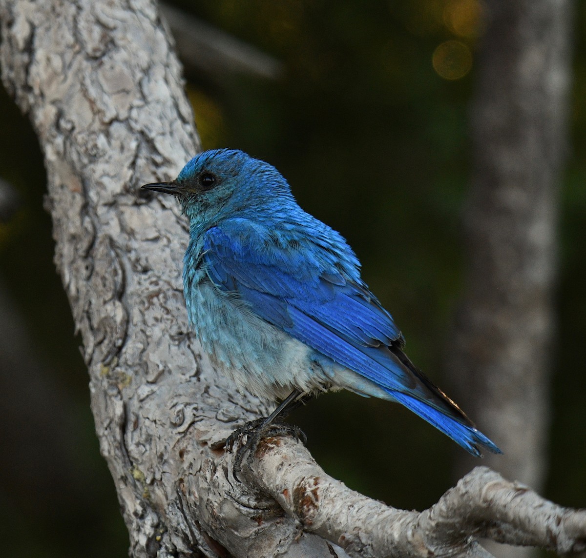 Mountain Bluebird - Forrest English