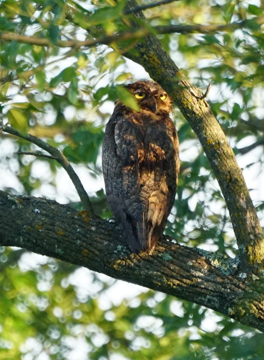Great Horned Owl - ML251470941
