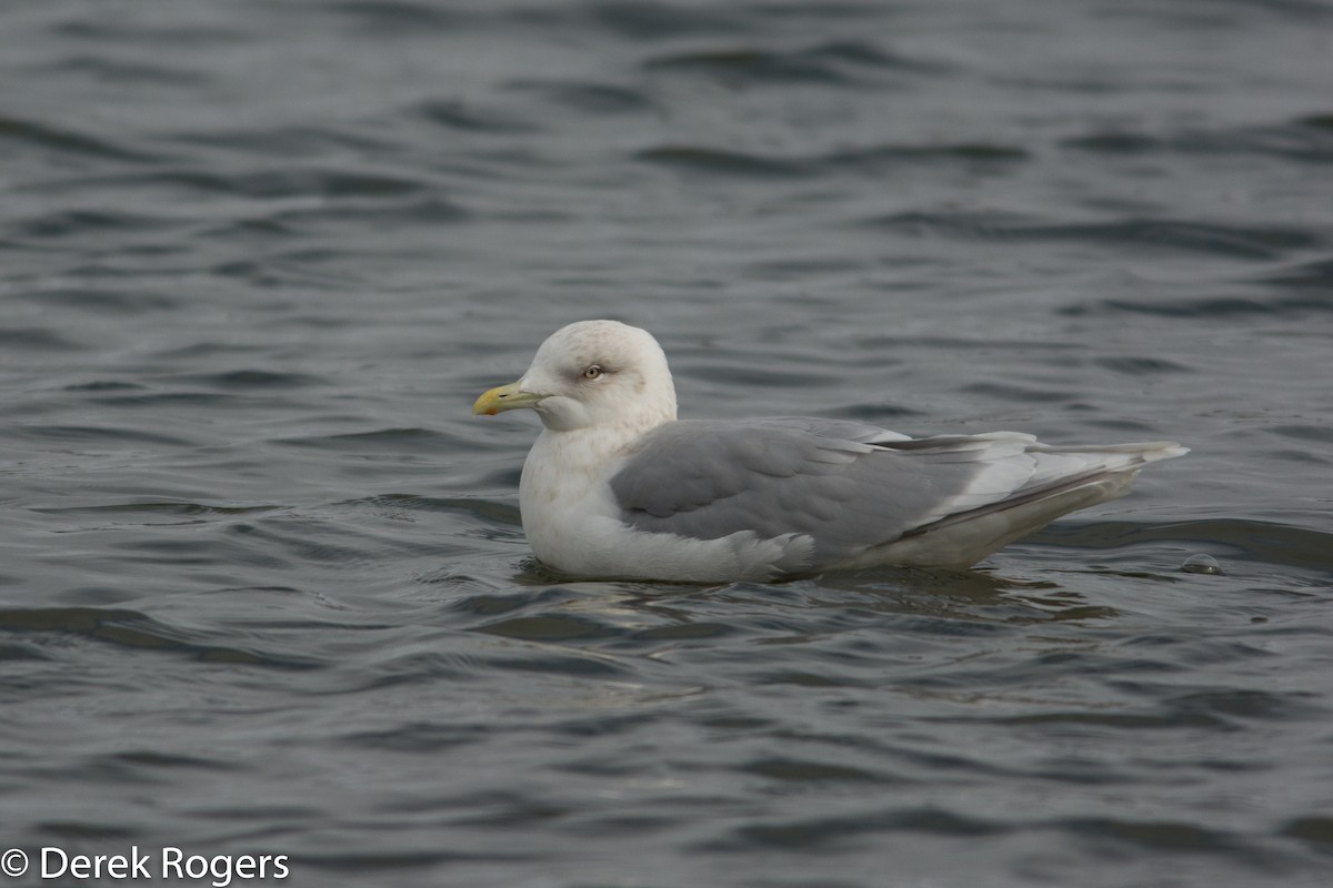 Iceland Gull (kumlieni/glaucoides) - Derek Rogers