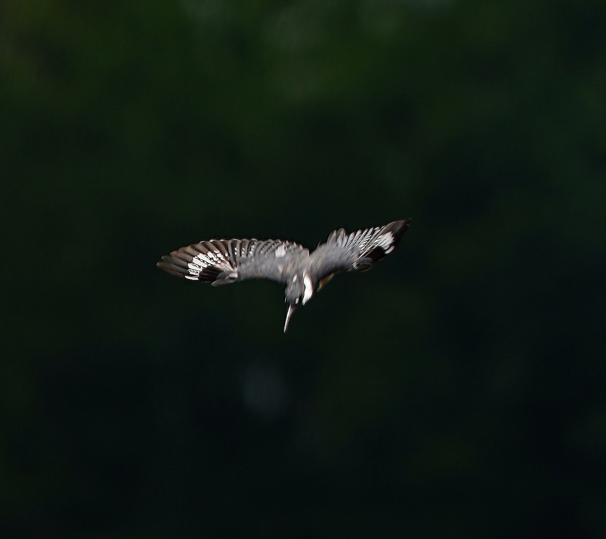 Belted Kingfisher - ML251473071