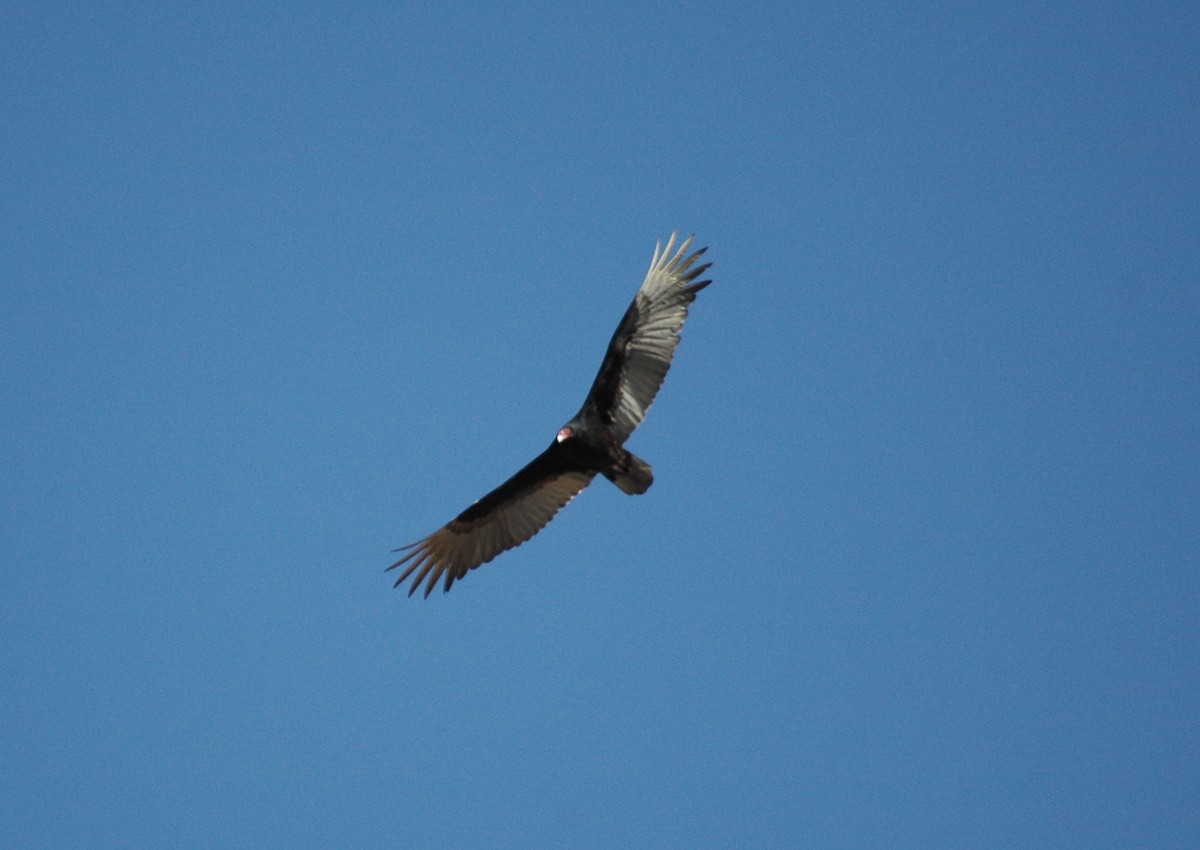 Turkey Vulture - ML251476651