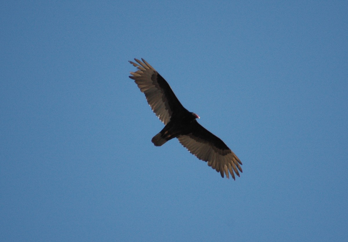 Turkey Vulture - Sue Riffe