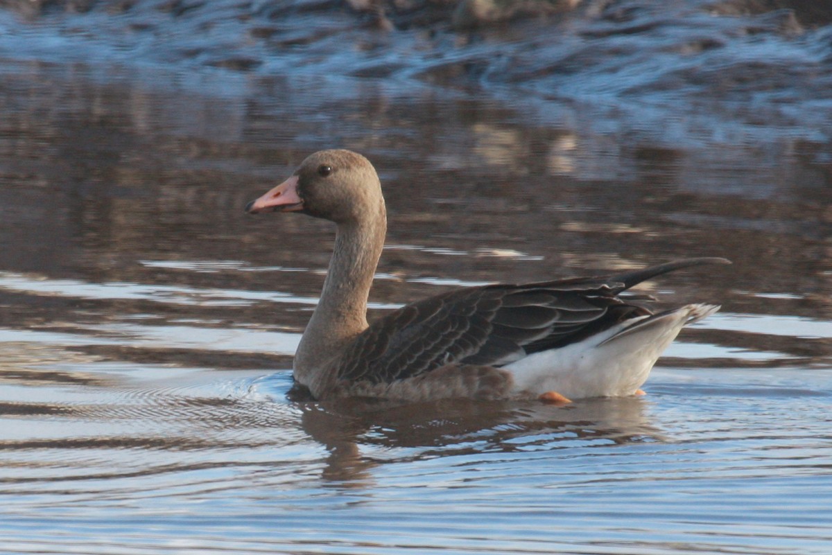 Greater White-fronted Goose - ML251479591
