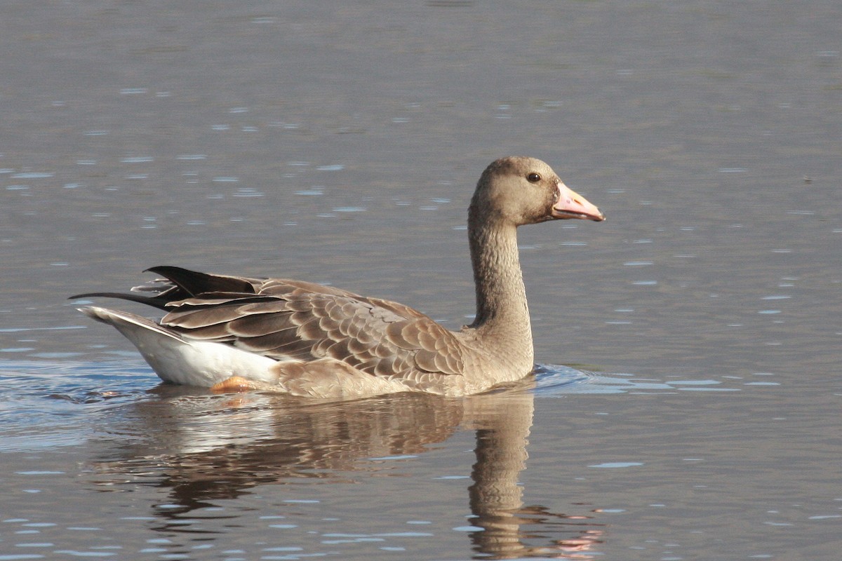 Greater White-fronted Goose - ML251479601