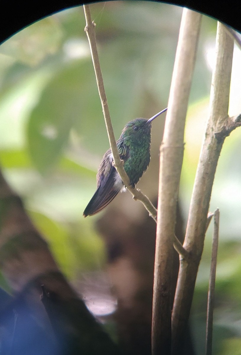 Blue-vented Hummingbird - Teylor Redondo