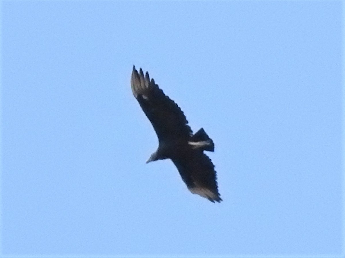 Black Vulture - ML251489761