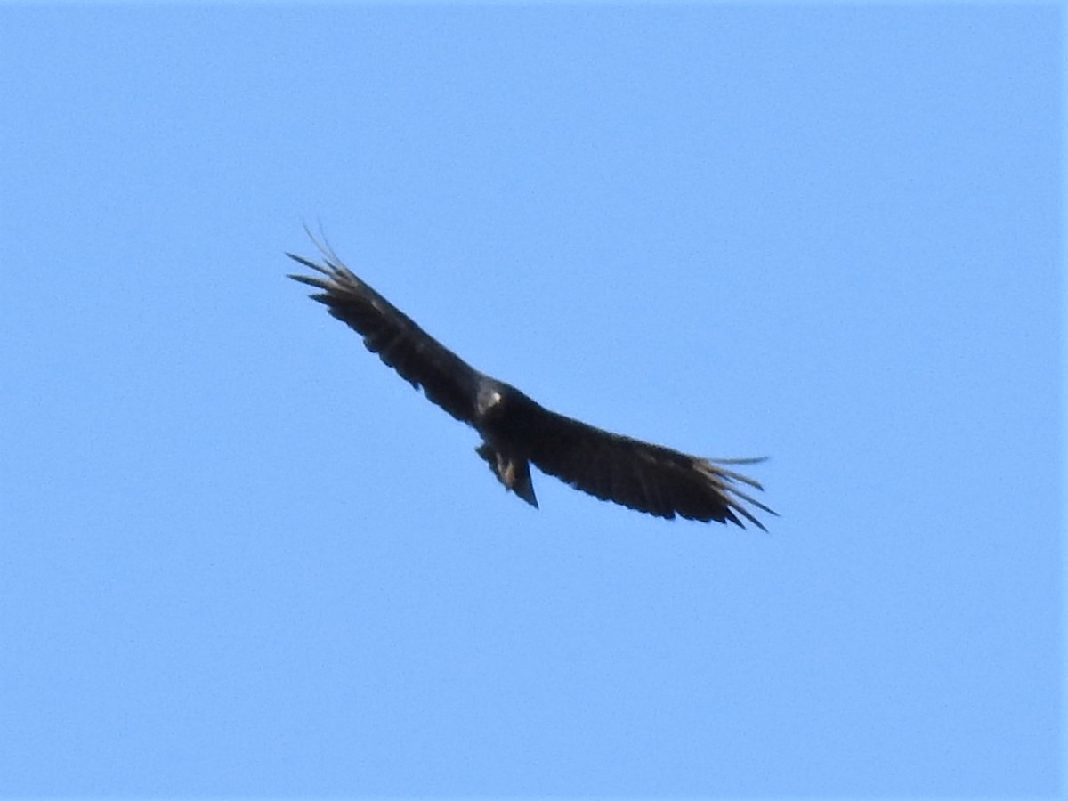 Black Vulture - ML251489801
