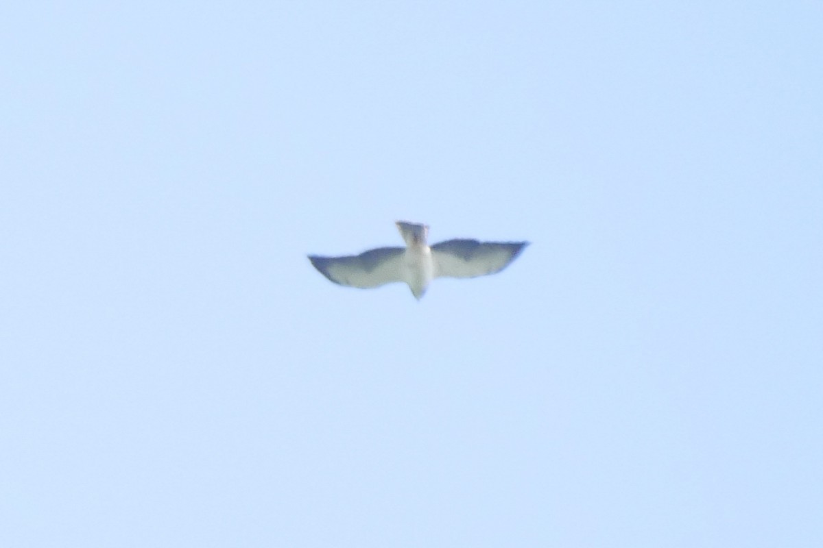 Short-tailed Hawk - Roger Horn