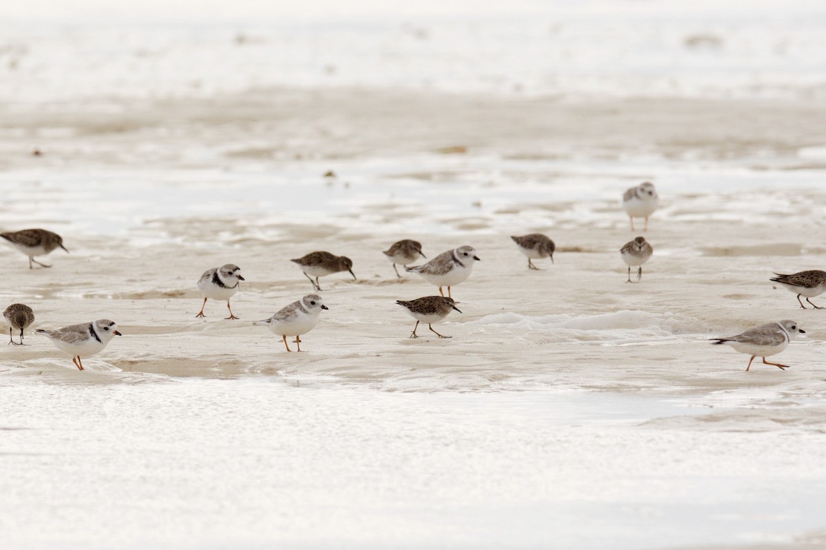 Piping Plover - ML25150031