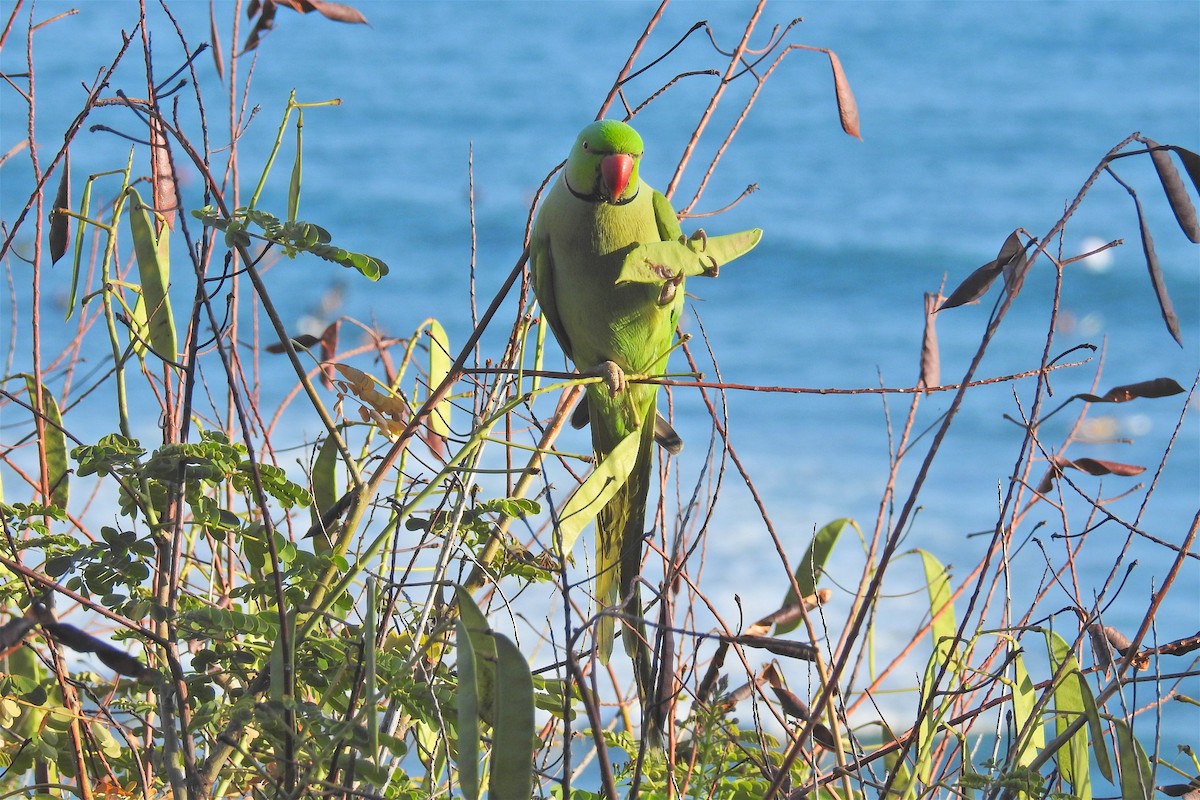 Yeşil Papağan - ML25150151